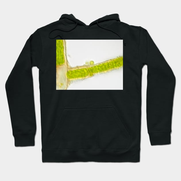 Plant cells under the microscope, showing chlorophyll content Hoodie by SDym Photography